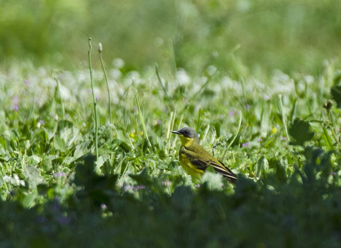 Cutrettola, quale sottospecie?